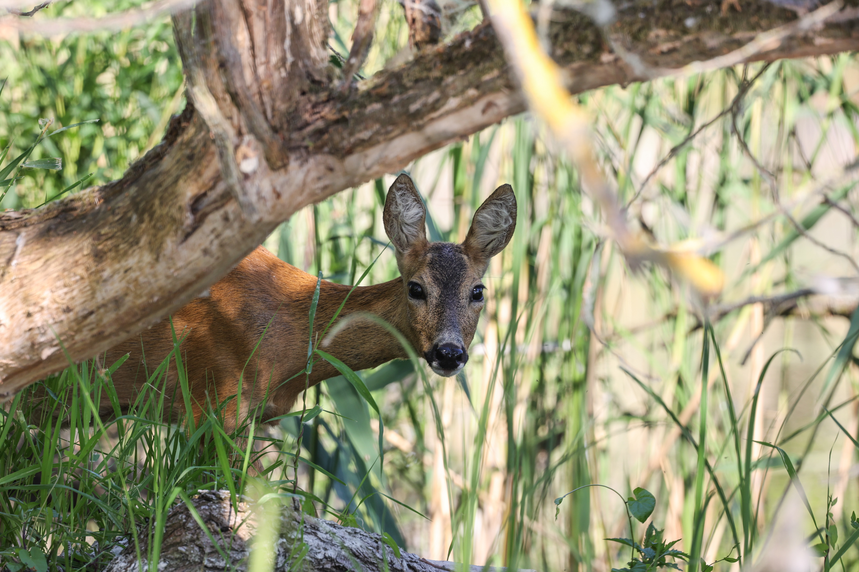 Tieraufnahme in freier Natur